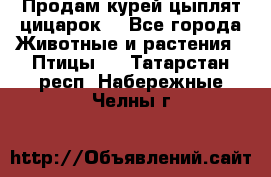 Продам курей цыплят,цицарок. - Все города Животные и растения » Птицы   . Татарстан респ.,Набережные Челны г.